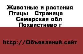 Животные и растения Птицы - Страница 2 . Самарская обл.,Похвистнево г.